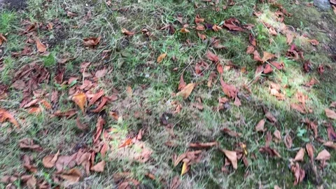 Walking POV of Ground fall leaves grass Stock Footage 282737364