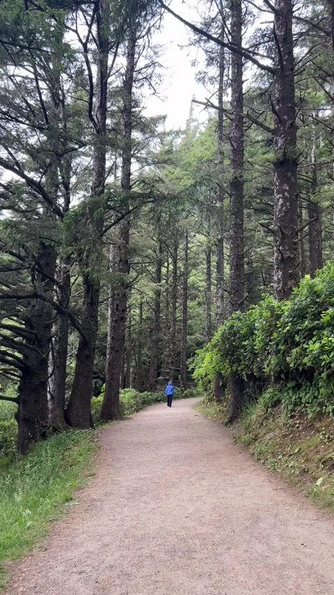 Walking POV on Heceta Head Forest Trail Video stock 342172564