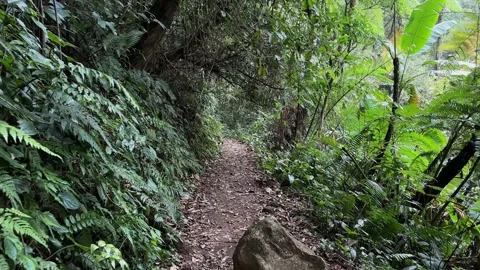 Walking POV on Lush Forest Path, Dense Jungle Trail, Tracking Shot Stock Footage 324851954