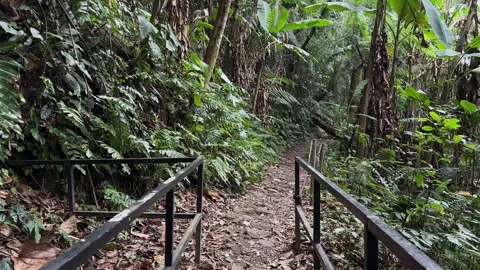 Walking POV Through Dense Tropical Rainforest Path with Fallen Log Stock Footage 324849669