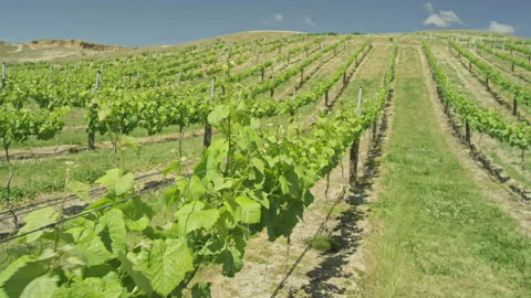 Walking pov through grape vines Stock Footage 159537692