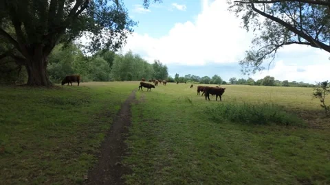Walking on a public footpath by a herd of  brown cows Stock Footage 337413928