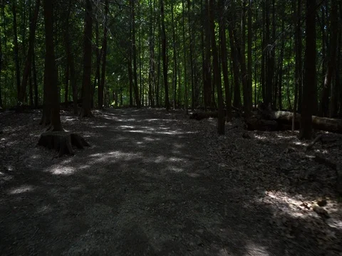 Walking quickly through open forest in Ohio Stock Footage 82723245