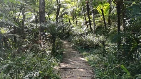 Walking into the rain forest trail and moss around walkway Stock Footage 99790815