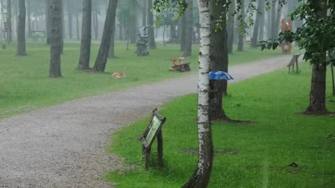 Walking in the rain with an umbrella in a park surrounded by trees Stock Footage 337814722