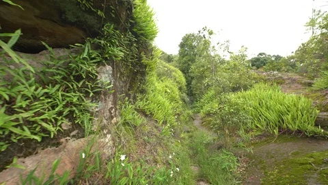 Walking in a rainforest POV Stock Footage 92360248