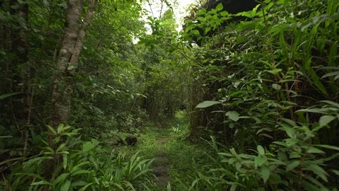 Walking in a rainforest POV Video stock 92360864