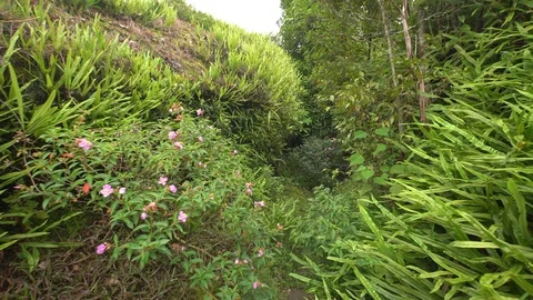 Walking in a rainforest POV Stock Footage 92361243