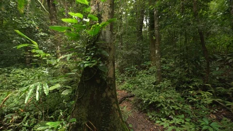 Walking in a rainforest POV Stock Footage 92364362