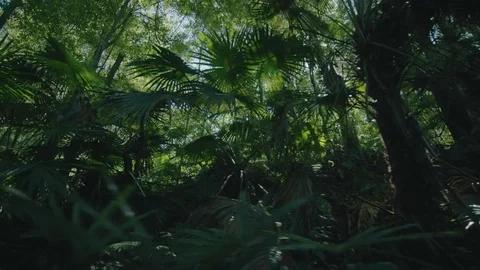 Walking Rainforrest trail Red Dragon Camera Stabilized gimbal trees flares Stock Footage 73596743