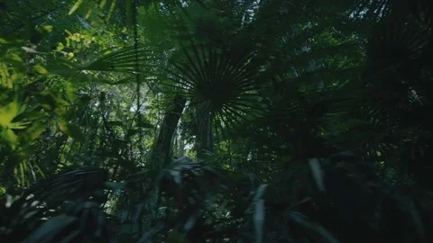 Walking Rainforrest trail with Red Dragon Camera Stabilized gimbal trees flares Stock Footage 73661425