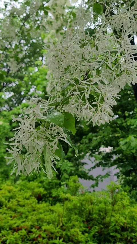 Walking on a Rainy Fringe Tree Path Vidéo 330379319