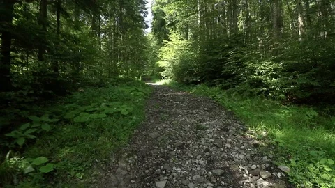 Walking rapidly on forest road or trail. Camera with no stabilisation Stock Footage 91446249
