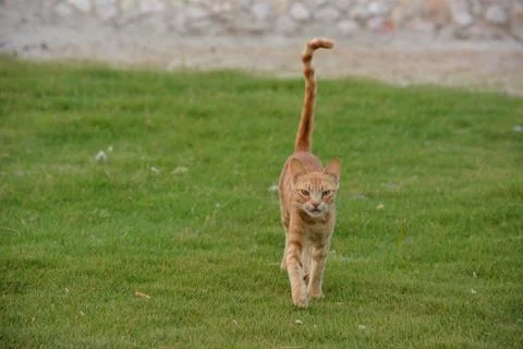 Walking red cat looking in front of him. Isolated on white. Stock Photos