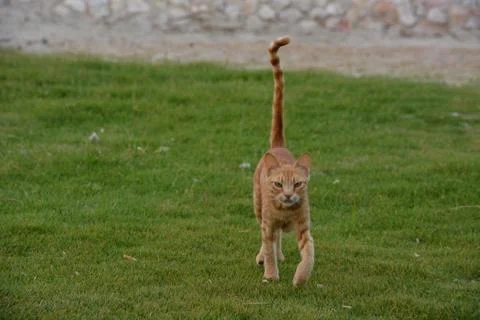 Walking red cat looking in front of him. Isolated on white. Stock Photos