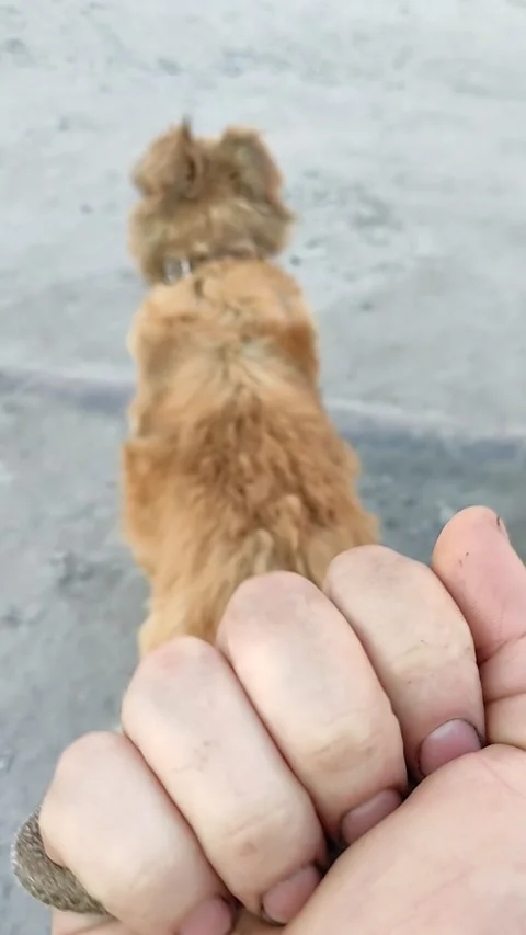 Walking with red dog Stock Footage 158316348