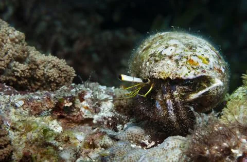 Walking reef hermit crab Stock Photos