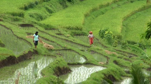 Walking on rice field Stock Footage 105865