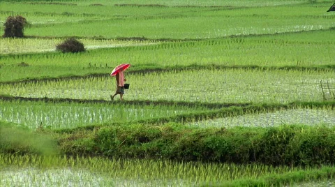 Walking on rice field in rain Vidéo 105878