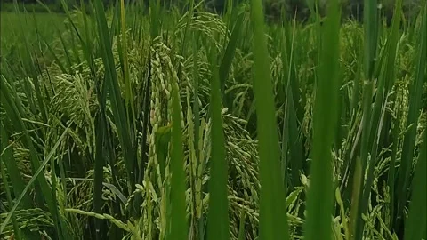 Walking in the rice fields among the rice fields Stock Footage 278952802