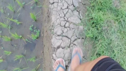 Walking on rice terraces 스톡 동영상 242262098