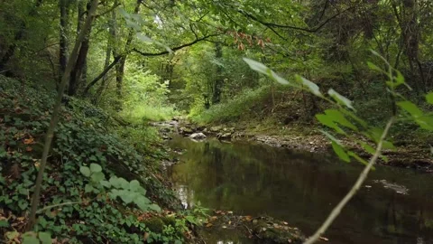 Walking in river deep green forest slow motion Stock Footage 137472036