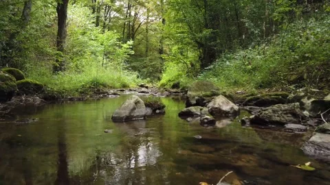 Walking in river deep green forest slow motion Stock Footage 137490234