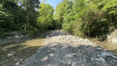Walking by the river in the forest Stock Footage 246694323