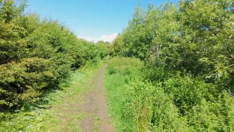 Walking by the river through build up burshes and greenland, ending by river Stock Footage 337495371