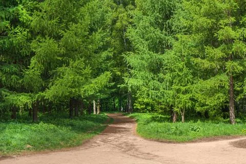 Walking road in the forest between tall larches on a hot, summer, sunny day Foto stock