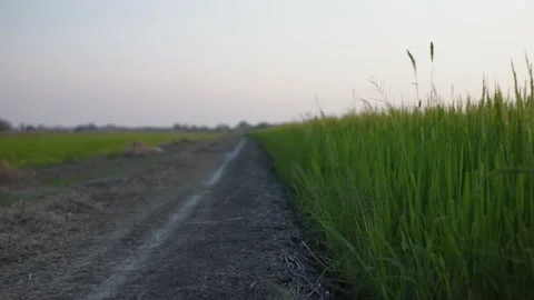 Walking road path in the field Stock Footage 233576849