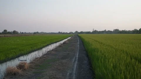 Walking road path in the green rice field Video stock 233576852