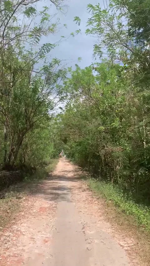 Walking On The Rocky Path Among The Trees In The Forest Stock Footage 233328691