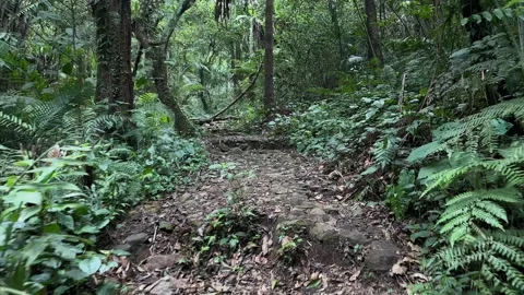 Walking on Rocky Path in Dense Tropical Rainforest, POV Tracking Shot Stock Footage 324788479