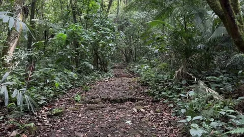 Walking on Rocky Path Through Dense Tropical Rainforest, POV Tracking Shot Stock Footage 324788501