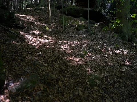 Walking up rocky trail in forest Stock Footage 82659036