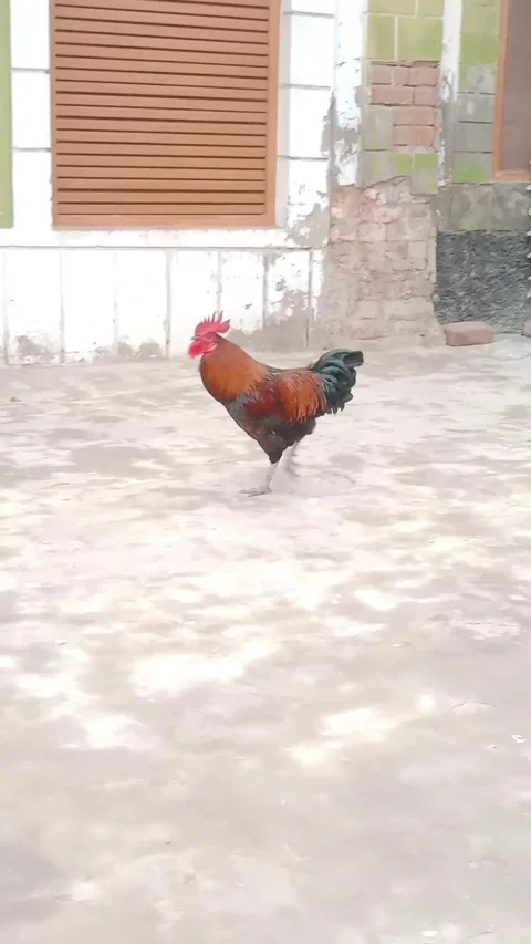 Walking Rooster Stock Footage 323682777