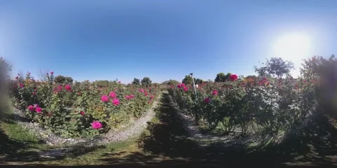 Walking at roses field Stock Footage 281177222