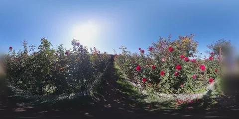 Walking at roses field VR 360 Stock Footage 281177230
