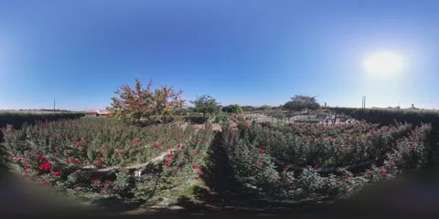 Walking at roses field VR 360 Stock Footage 281177233