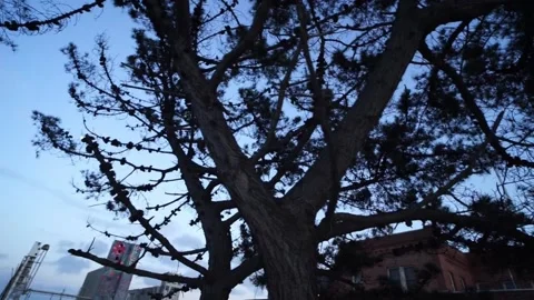 Walking round evergreen tree at dusk during San Francisco winter Stock Footage 236812093