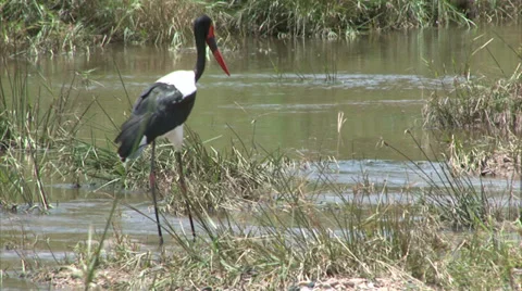 Walking Saddle-billed Stork Stock Footage 28535508