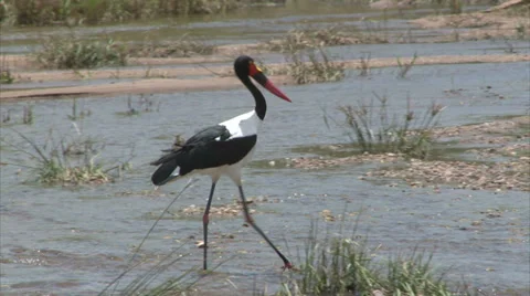 Walking Saddle-billed Stork Stock-Footage 28625070