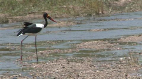 Walking Saddle-billed Stork Stock Footage 28840863