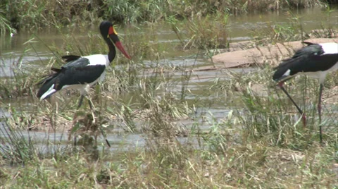 Walking Saddle-billed Stork Stock Footage 28844858