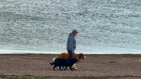 Walking Saint Bernard and Black Labrador Stock Photos