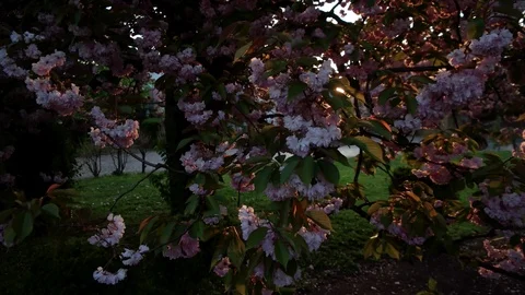 Walking Sakura spring flowers. Spring blossom background. Beautiful nature scene Stock Footage 88284814