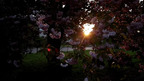 Walking Sakura spring flowers. Spring blossom background. Beautiful nature scene Stock Footage 88285010