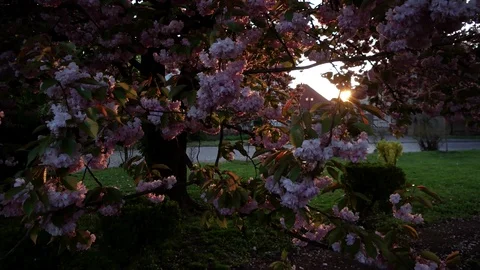 Walking Sakura spring flowers. Spring blossom background. Beautiful nature scene Stock Footage 88297063