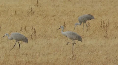Walking Sandhill Craness Stock Footage 10748941